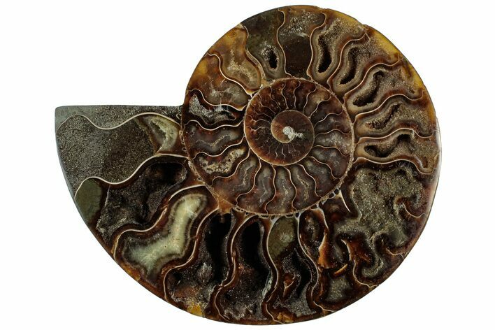 Cut & Polished Ammonite Fossil (Half) - Madagascar #308621